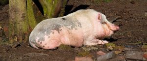large hog lying down in mud