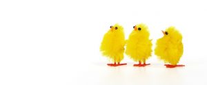 three chicks looking upwards