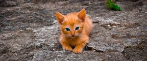 an orange kitten lying outside