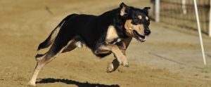dog race