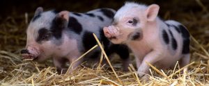 two piglets