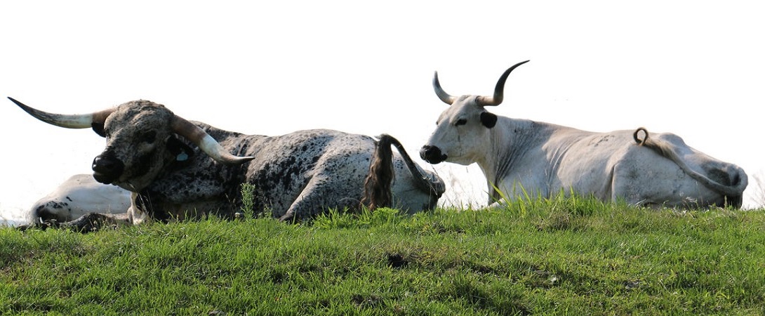 cows lying down in the grass