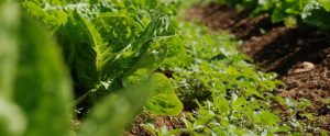 vegetables being grown on a farm