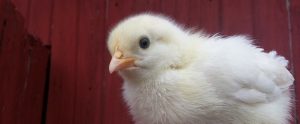 a white chick