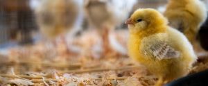 a baby chick