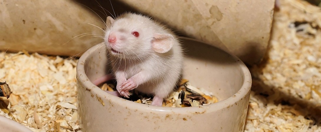 a rat in its food bowl