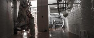 slaughterhouse workers in an abattoir