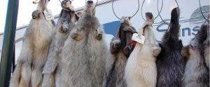 wolf fur coats hung up on a rack