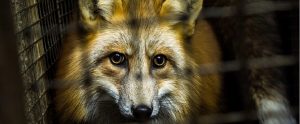 fox in a cage