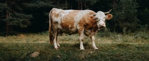a cow outside on a field