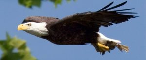 bald eagle