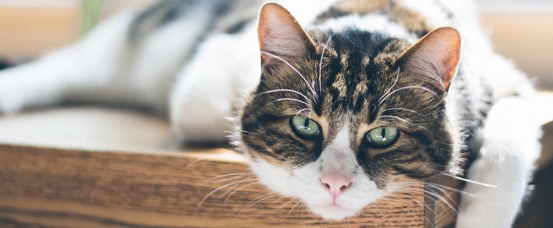 fat cat