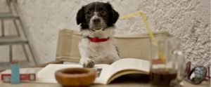 dog reading a book