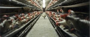 chicken standing alone in an aisle of chickens locked in cages
