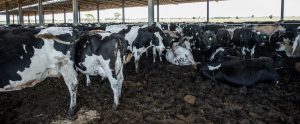 overcrowded diary cows on a muddy farm
