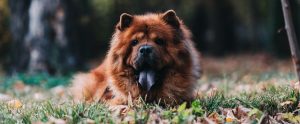 a pomeranian outside on the floor