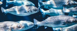 fish in water