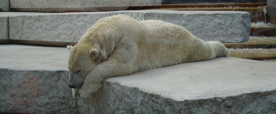 dejected polar beer sleeping on stone in a zoo