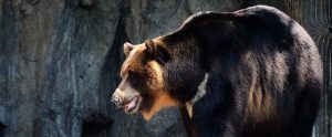 a large black bear