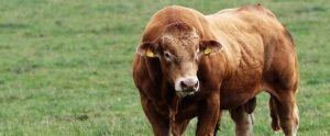 muscular bull on a field