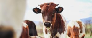 a herd of brown cows