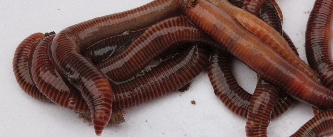 slimy worms
