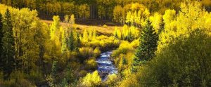 a river in the woods