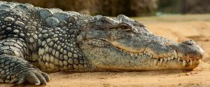 crocodile lying in the sand