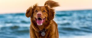 a brown dog near the ocean