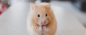a blond mouse