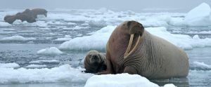 two bull walrus in arctic ice