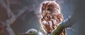 illuminated owl on tree branch