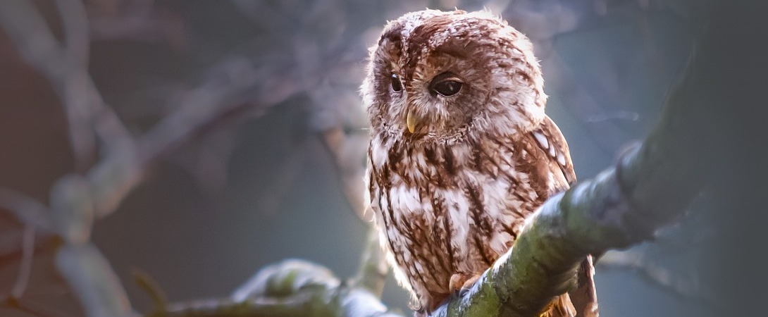 illuminated owl on tree branch