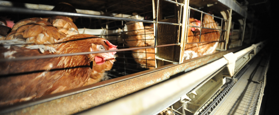 chickens in an indoor caged farm system