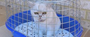 a white cat in a cage