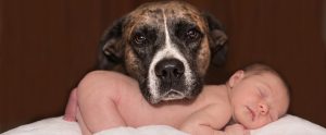 a dog with a protective posture over a naked baby