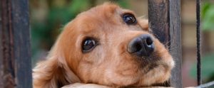 dog looking upward