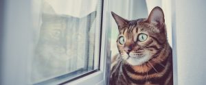a cat looking out a window
