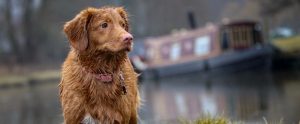 a wet nova scotia duck tolling retriever near a river