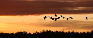 silhouette of birds migrating
