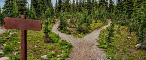 woods with a crossroad dissecting the path