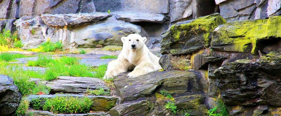 white polar bear in a zoo