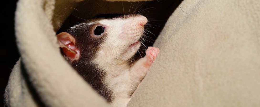 a rat wrapped in blankets