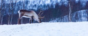 a caribou eating grass in the snowy winter