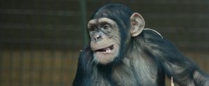 chimpanzee with a gaping mouth sitting alone