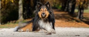 dog sitting down with a woody background