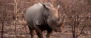 a gray rhino