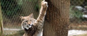 bobcat scratching a tree in a modern zoo