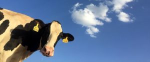 a dairy cow and the sky above it