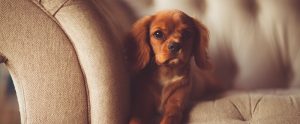 brown purebred dog sitting in a sofa